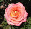 Sister Jane rose photo