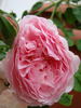 Home Sweet Home (hybrid tea, Wood rose photo