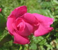 Red Dawn rose photo