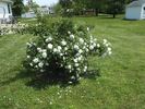 Sir Thomas Lipton rose photo