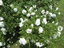 Sir Thomas Lipton rose photo