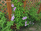 Lincoln Star clematis photo