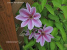 Lincoln Star clematis photo