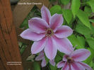 Lincoln Star clematis photo