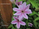 Lincoln Star clematis photo