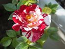 Pluto rose photo