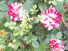 Pluto rose photo