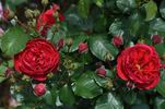 Kronborg Castle rose photo