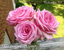 Columbia, Cl. rose photo