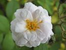 Sequoia Greenfield rose photo