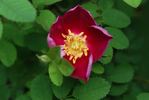Single Red rose photo