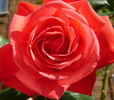 Autumn Sunlight rose photo