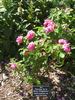 Souvenir de la Reine d'Angleterre rose photo
