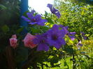 Semu clematis photo