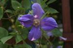 Semu clematis photo