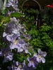 Teksa clematis photo