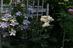 Teksa clematis photo