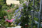 Teksa clematis photo