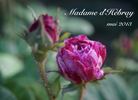 Madame d'Hébray rose photo