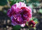 Madame d'Hébray rose photo