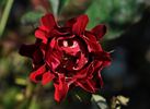 Indian Ruffles rose photo