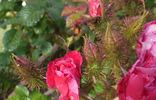 Jerry's Moss rose photo
