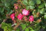 Jerry's Moss rose photo