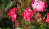 Jerry's Moss rose photo