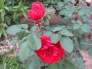 Evelyn Redfern rose photo