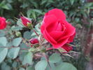 Evelyn Redfern rose photo