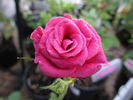 Blue Parade rose photo