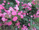 Grumpy rose photo