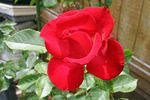 Red Beret rose photo