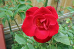 Red Beret rose photo