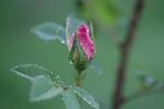 Fruhlingstag rose photo