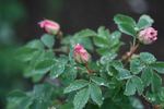 Fruhlingstag rose photo