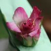 Fruhlingstag rose photo