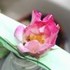 Fruhlingstag rose photo