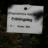 Fruhlingstag rose photo