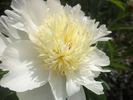 Honey Gold peony photo