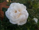 Diane Grace rose photo