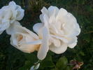 Diane Grace rose photo