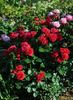 Kronborg Castle rose photo