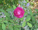 Nightmoss rose photo