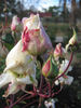 Kootenay rose photo