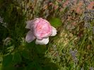 Rosenfaszination rose photo