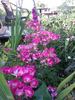 Madame Francisque Favre rose photo