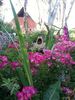 Madame Francisque Favre rose photo