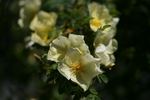 Pteragonis rose photo