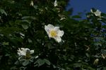 Frühlingsanfang rose photo